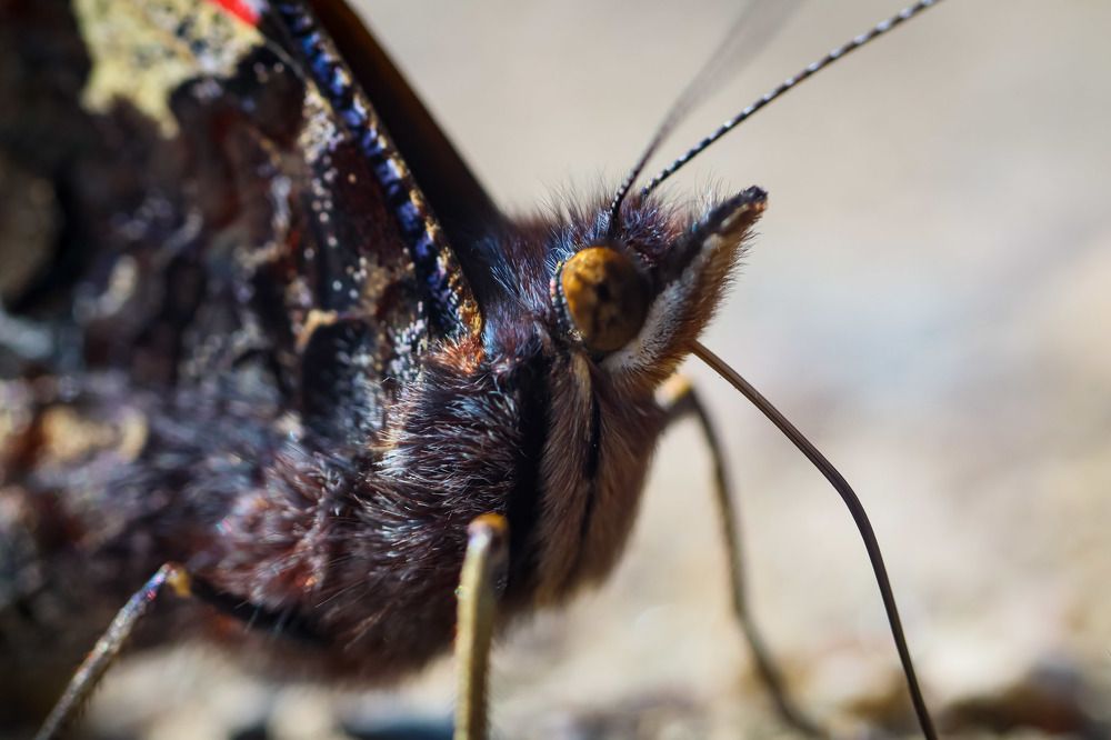 Photograph by Сергей Назаредский