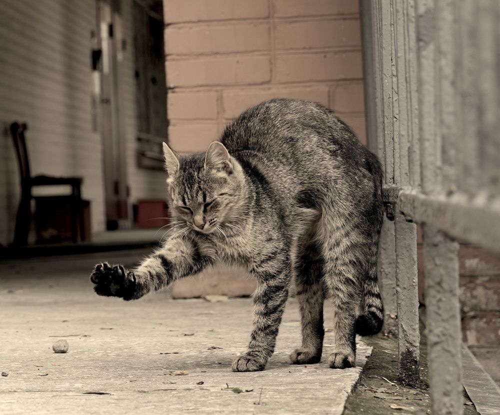 Фотография автора Alexander Solovyev