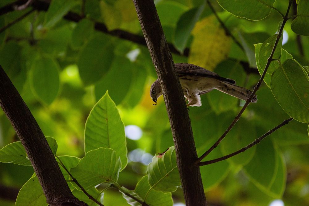 Photograph by Sudip Dey