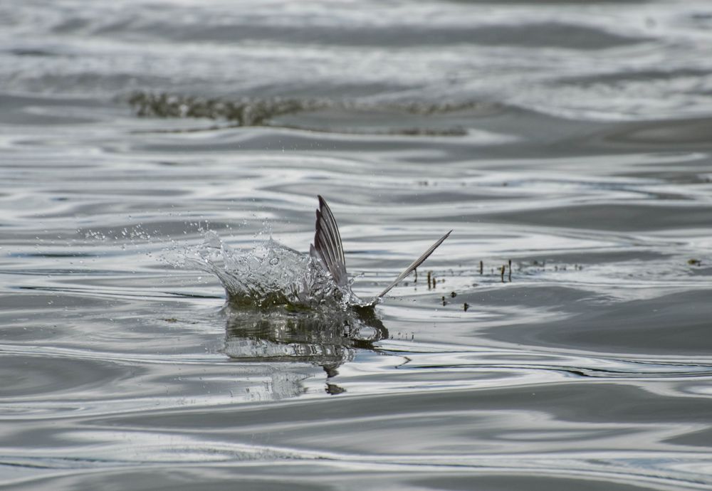 Photograph by Ирина