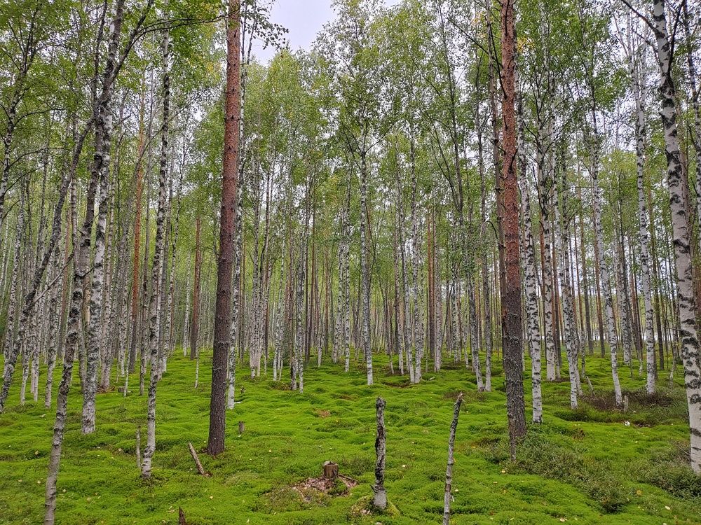 Photograph by DUBINA LEONID