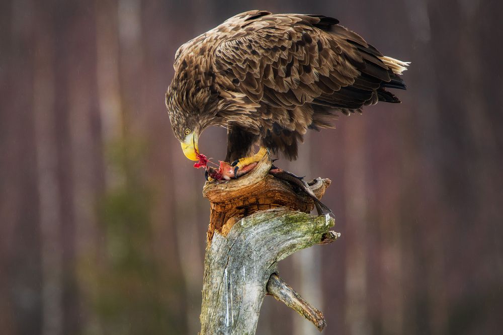 Photograph by Рашид Усманов