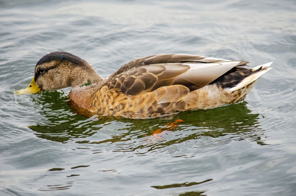 Photograph by Юлиана Иванова