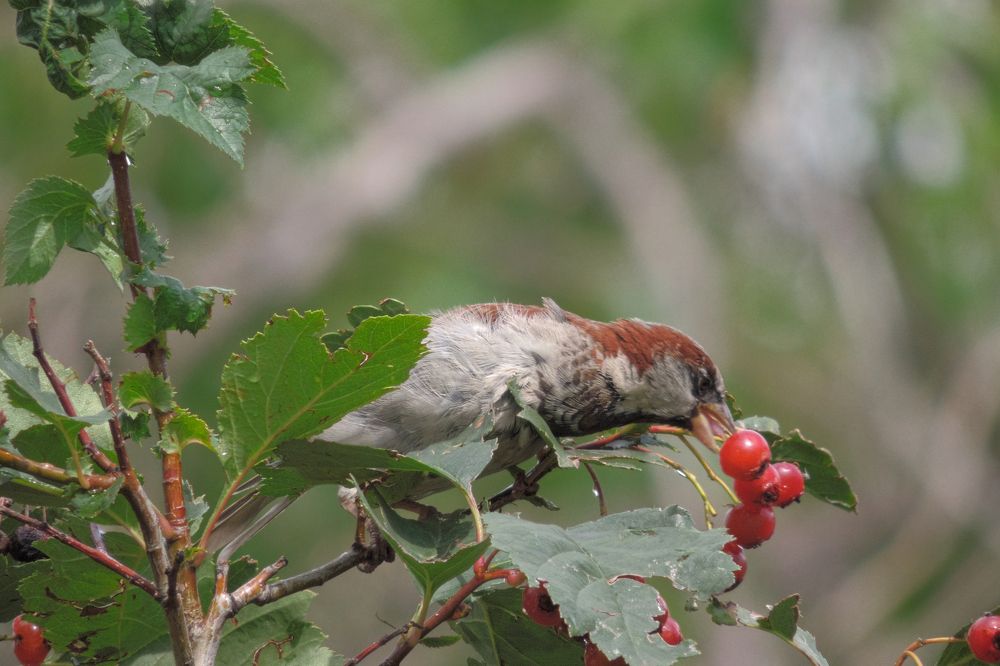 Photograph by Mad Mouse