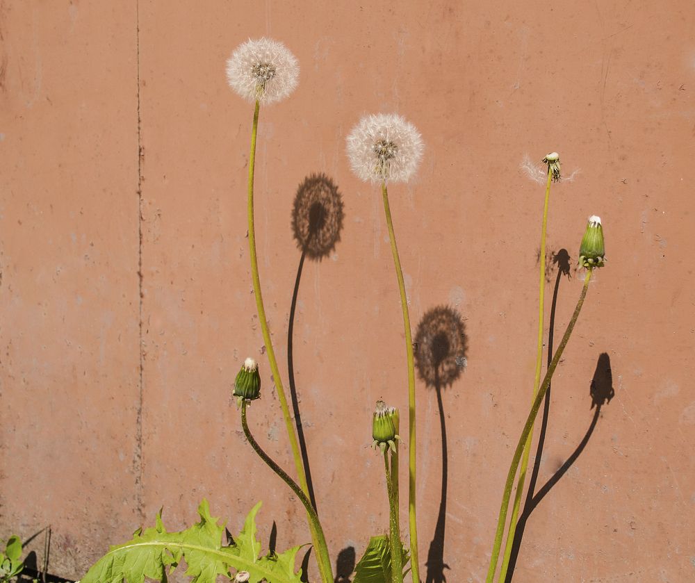 Photograph by Светлана Мельник