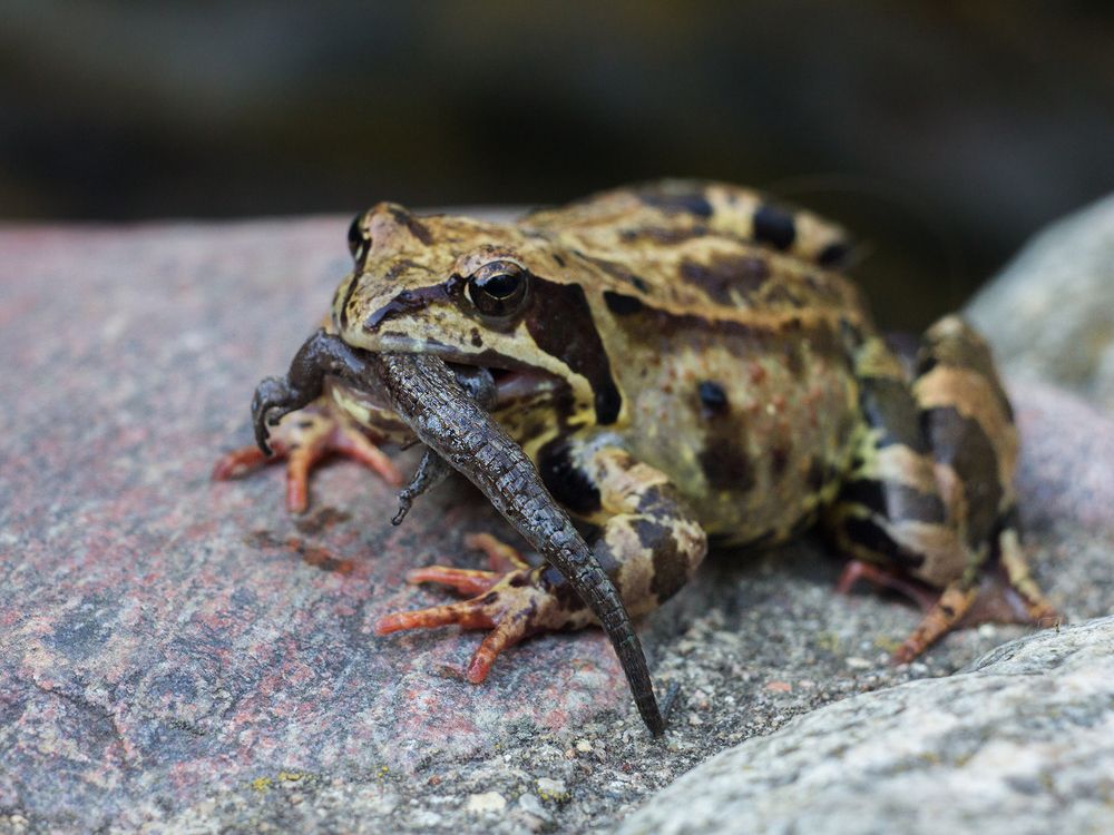 Фотография автора Борис Журавлёв