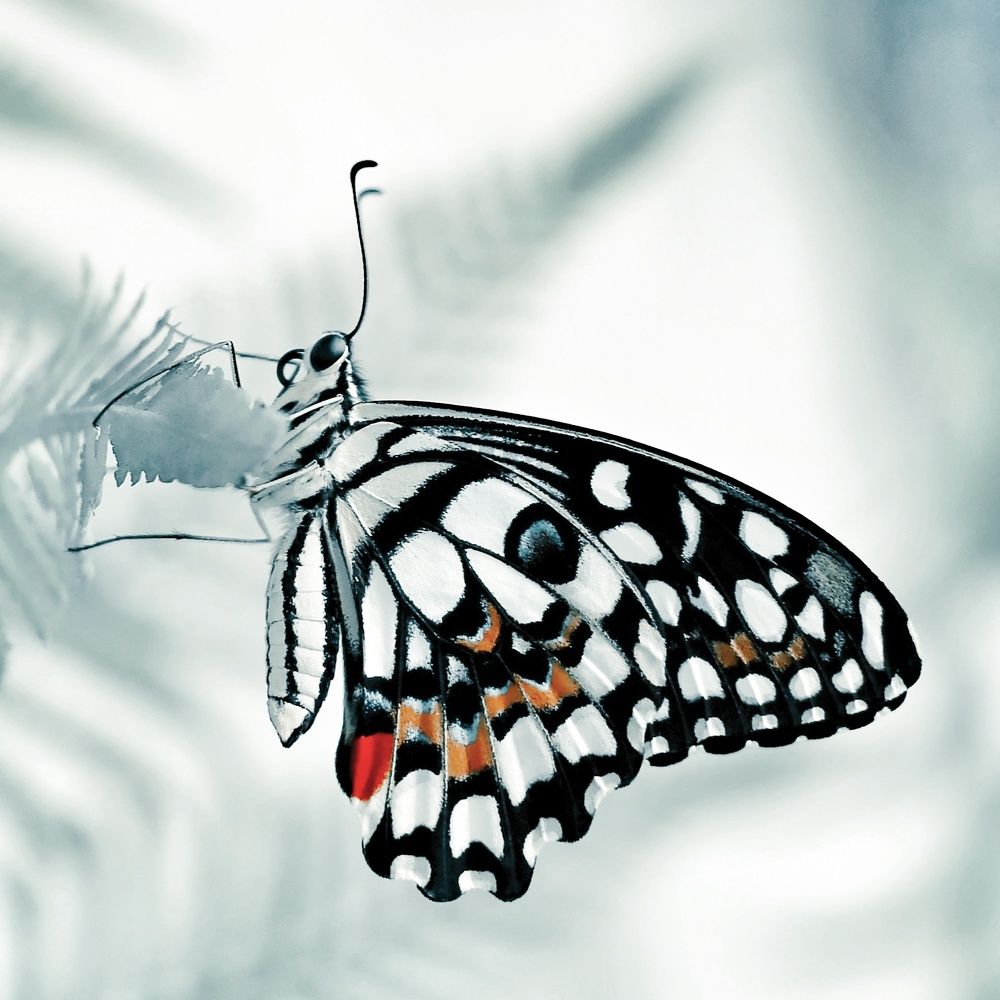 Photograph by Ольга Метлицкая