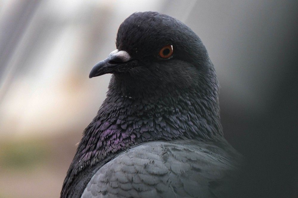 Photograph by Mad Mouse