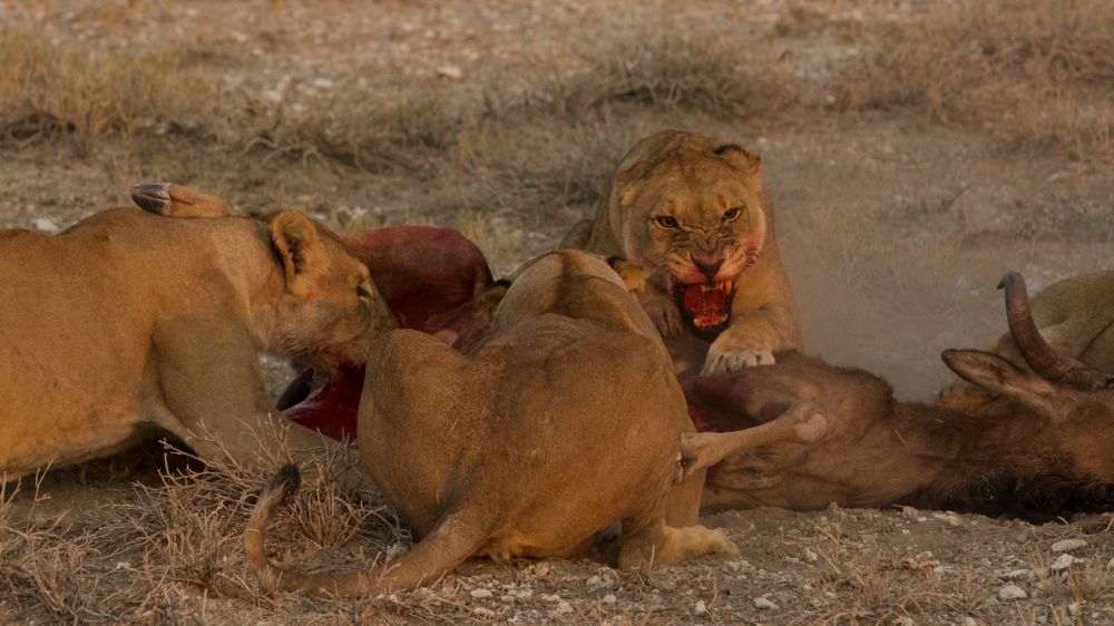 Фотография автора Boris Konovalov