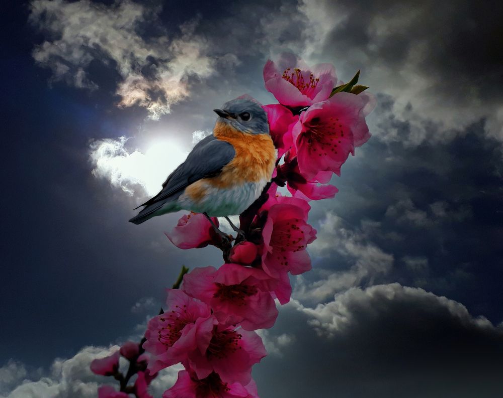 Aitona - ocell i flor presseguer - Segrià