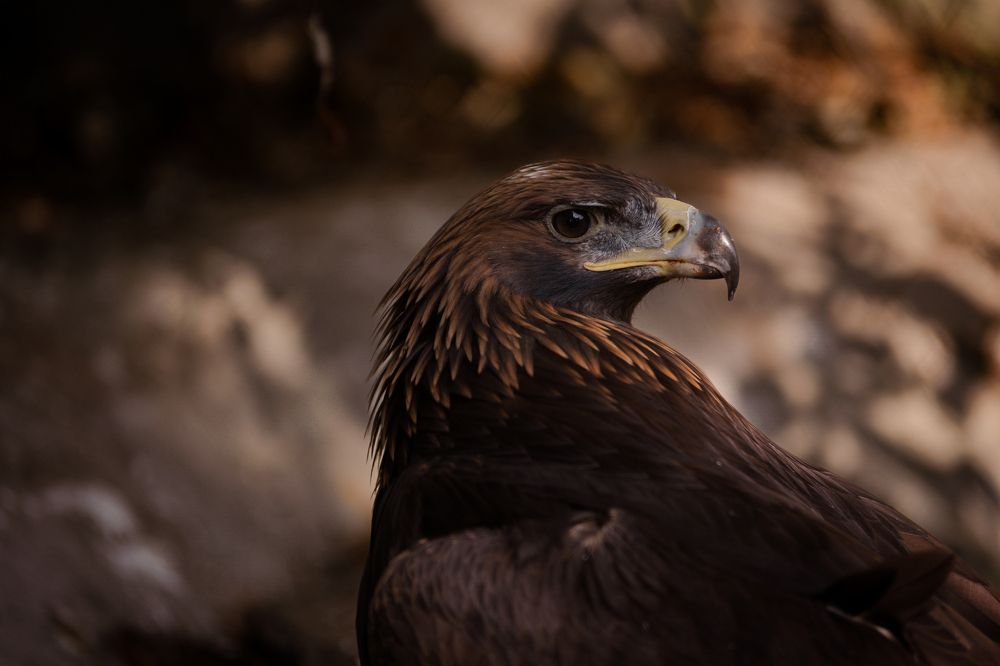 Фотография автора Ирина Шестакова