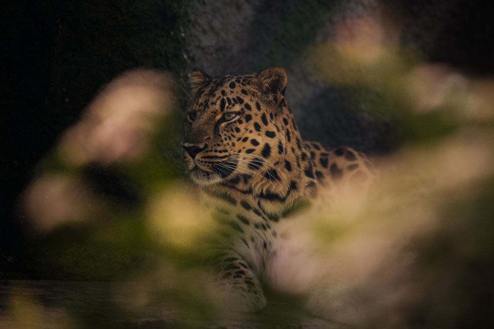 Фотография автора Ирина Шестакова