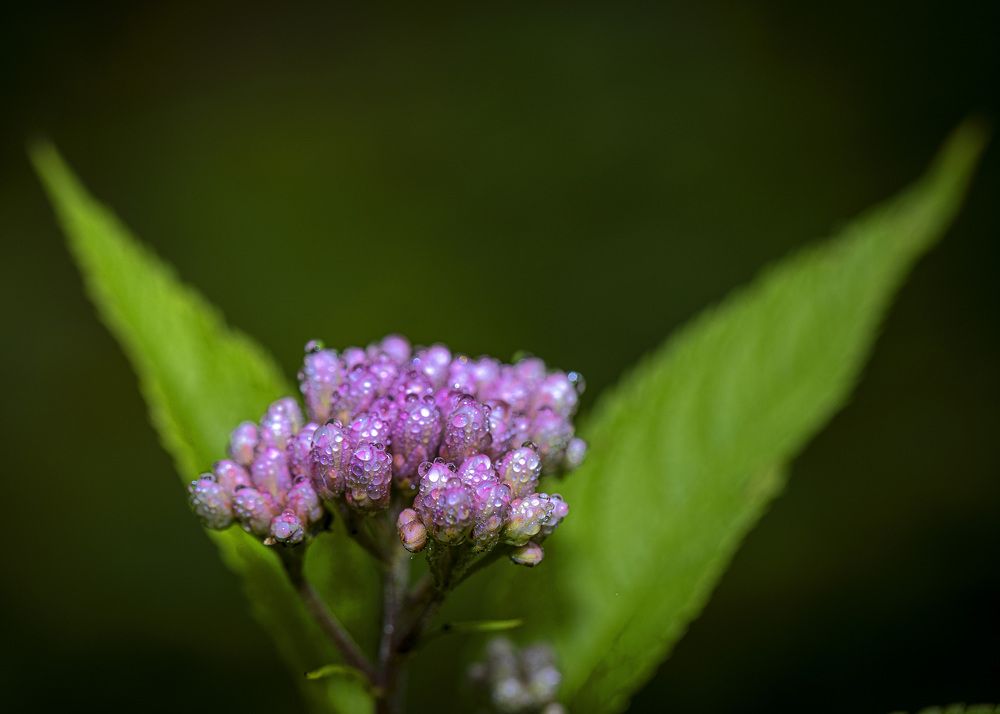 Фотография автора Clement Roy
