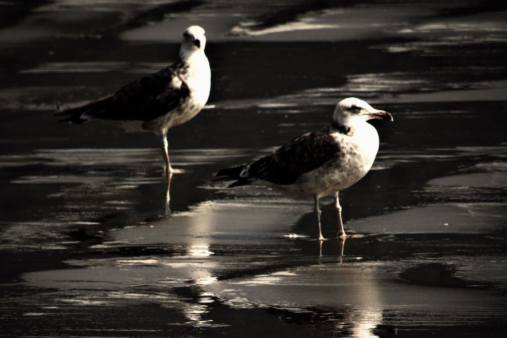 Фотография автора DENISE Monteiro de Lima Demange
