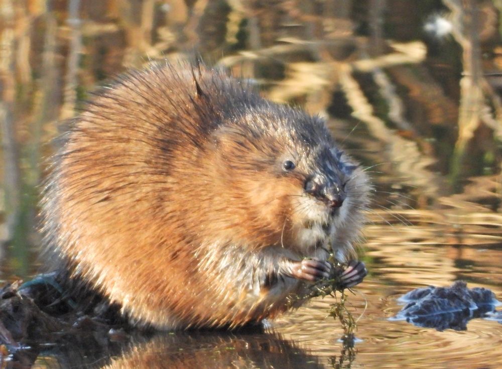 Фотография автора Владимир Соколов