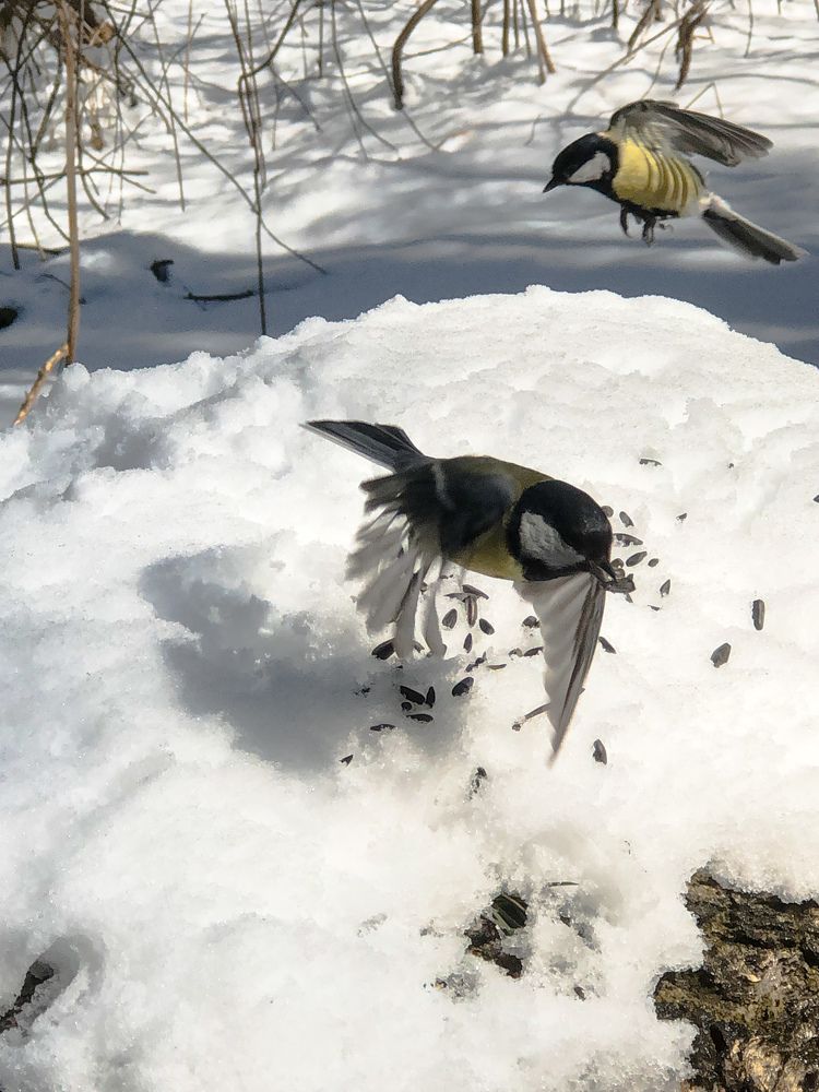 Фотография автора Светлана Гончарова