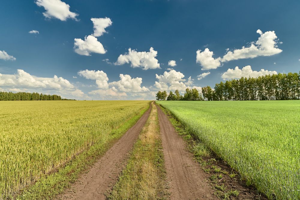 СЕЛЬСКАЯ ДОРОГА