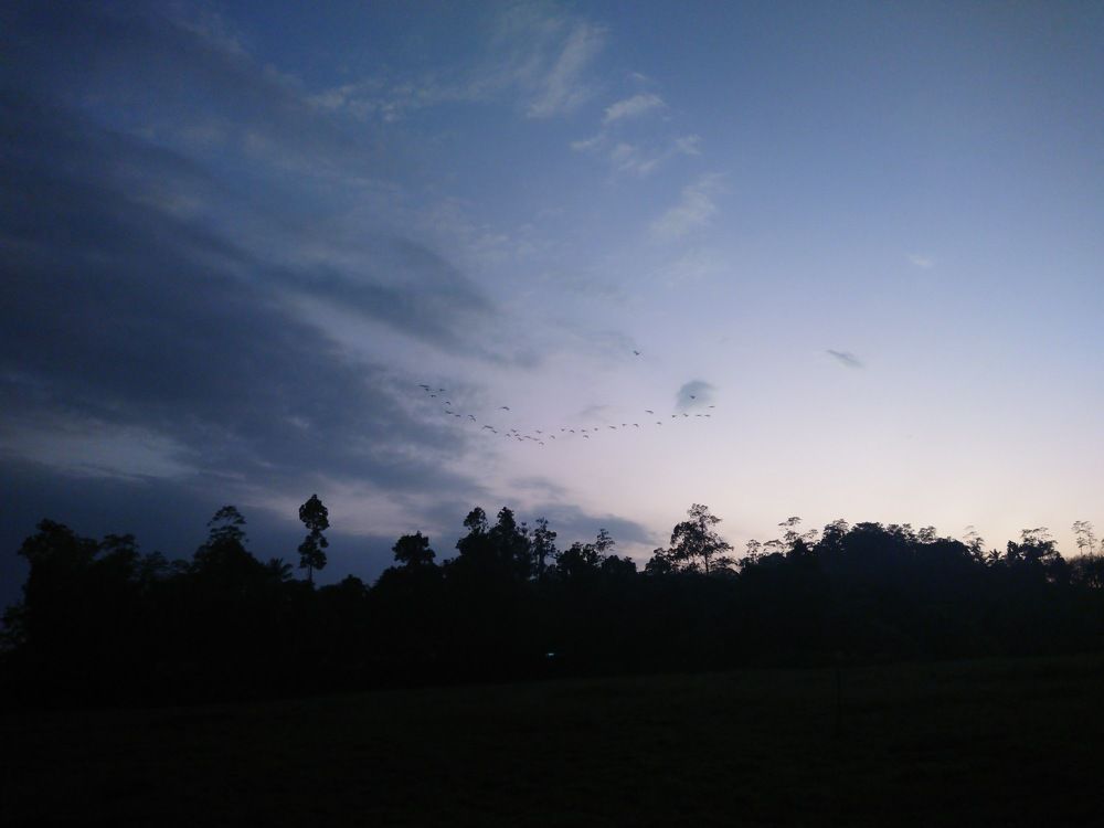 Photo #11008818