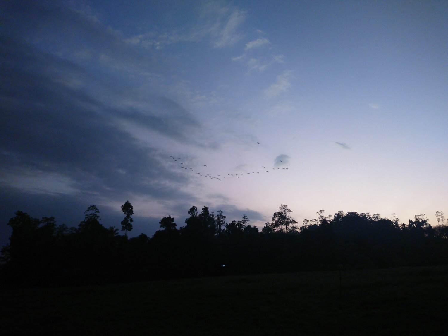 Photo #11008818