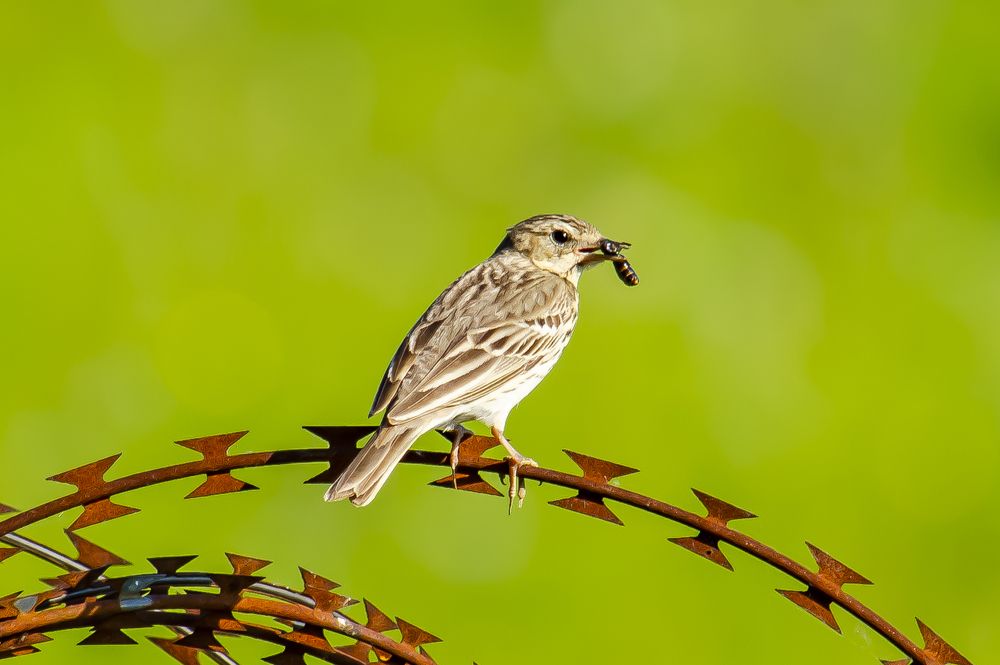 Photograph by Юлиана Иванова