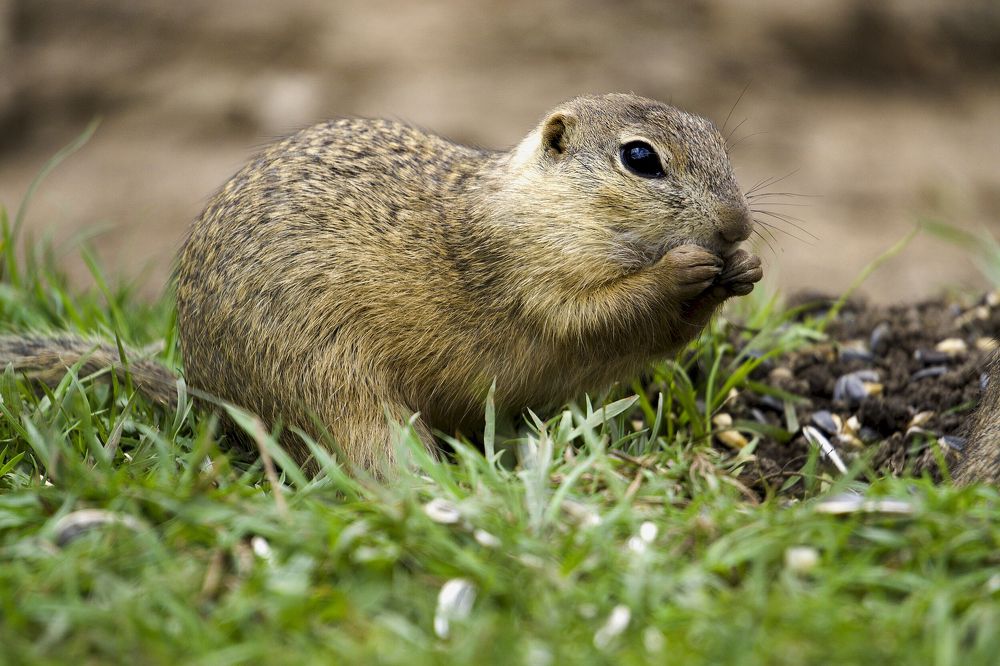 Photograph by Milan Cernak