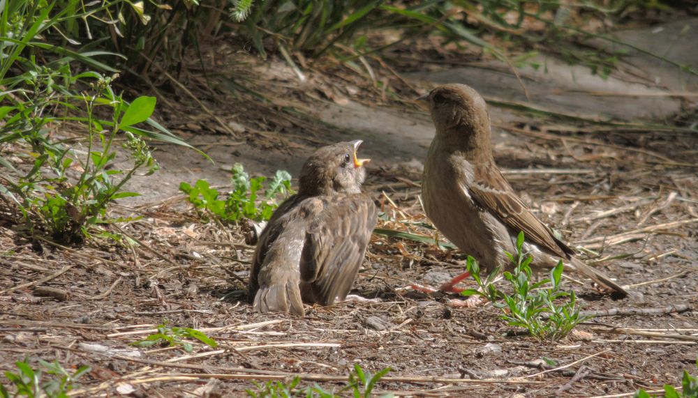 Photograph by Mad Mouse