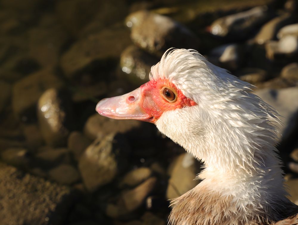 Photograph by Ирина Бескровная