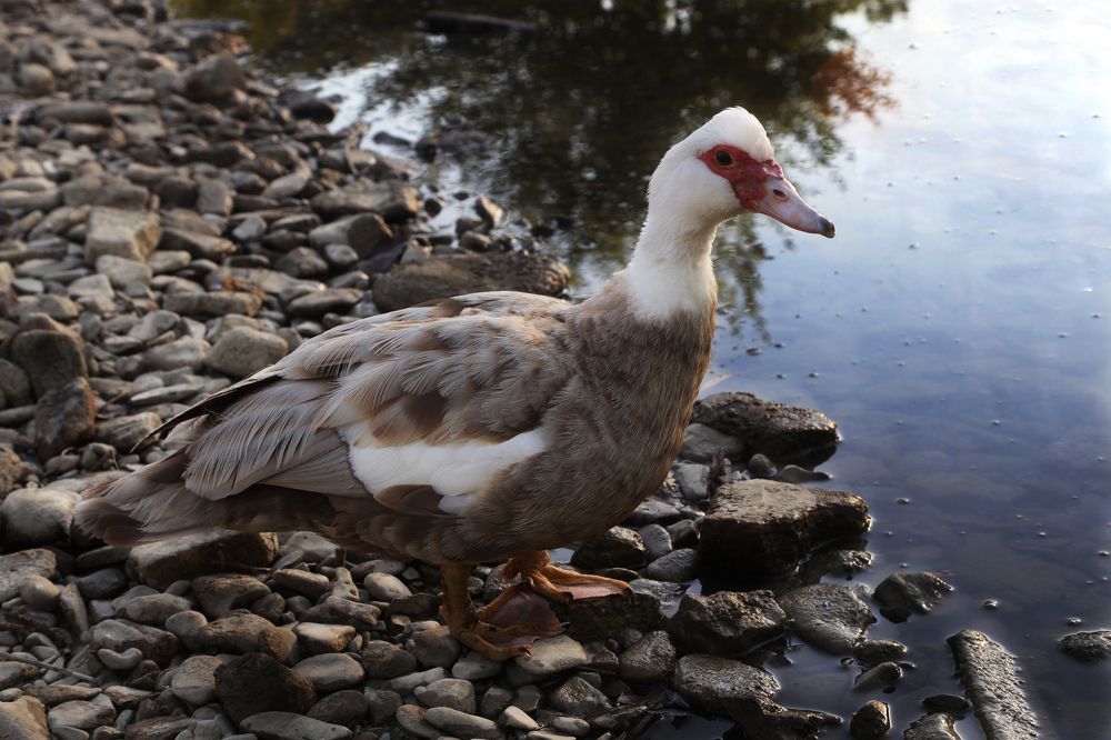 Photograph by Ирина Бескровная