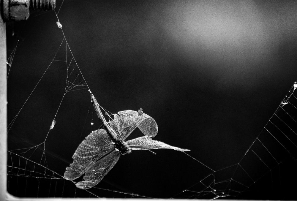 Photograph by Юлия Лушникова