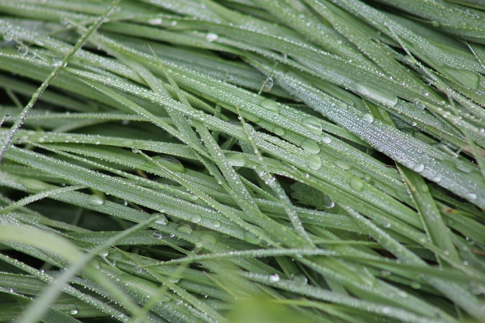 Photograph by Эльвира Лазарева