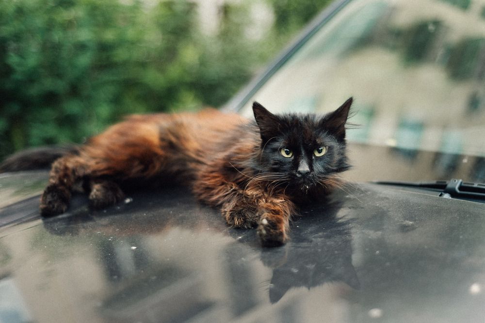 Photograph by Елена Княжева