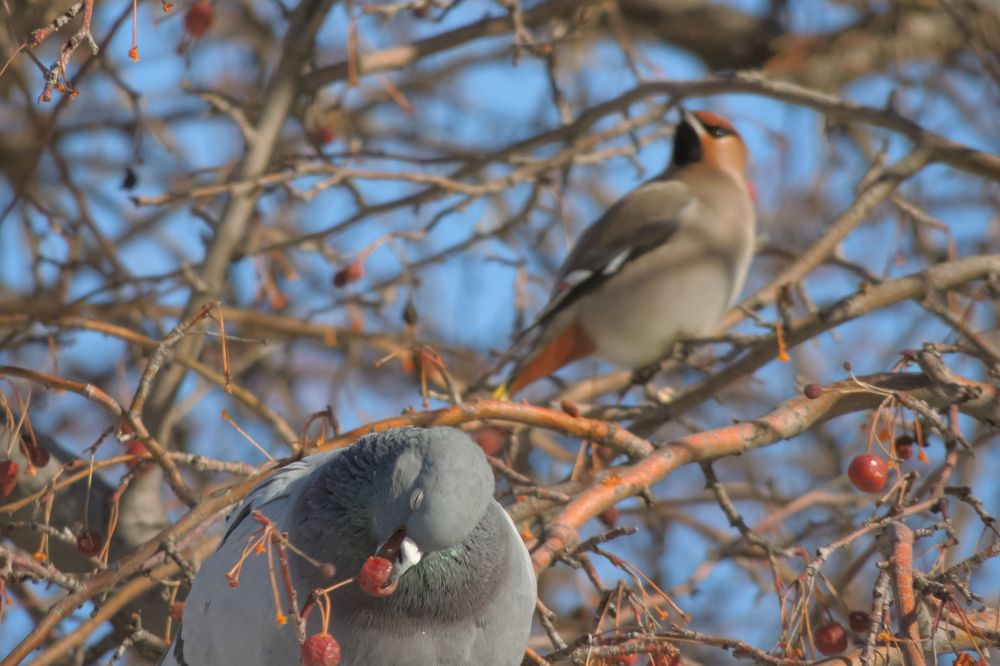 Photograph by Mad Mouse