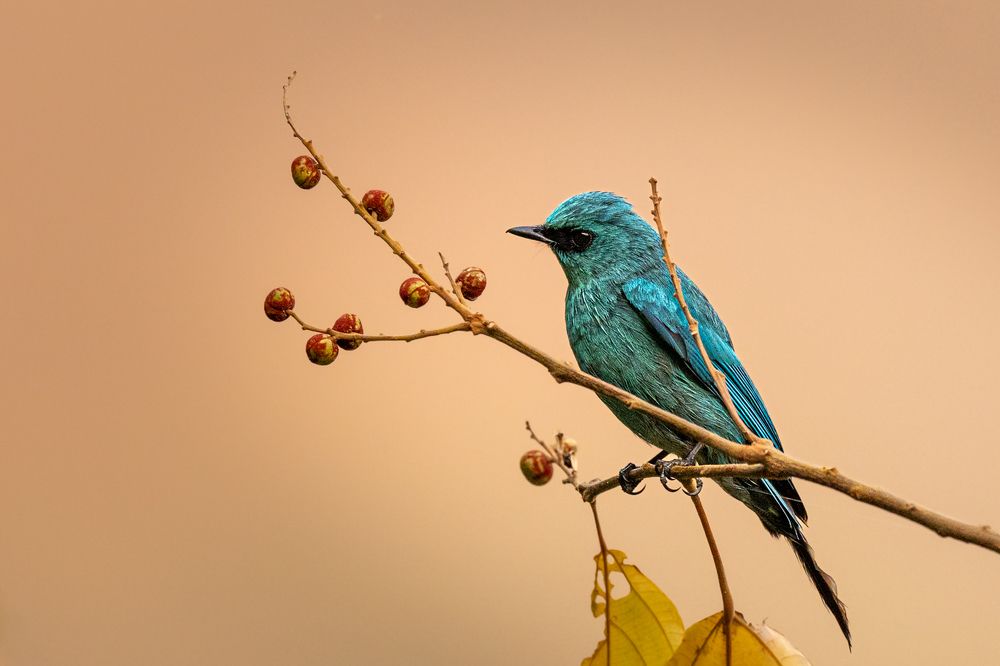 Photograph by Pranav Pula