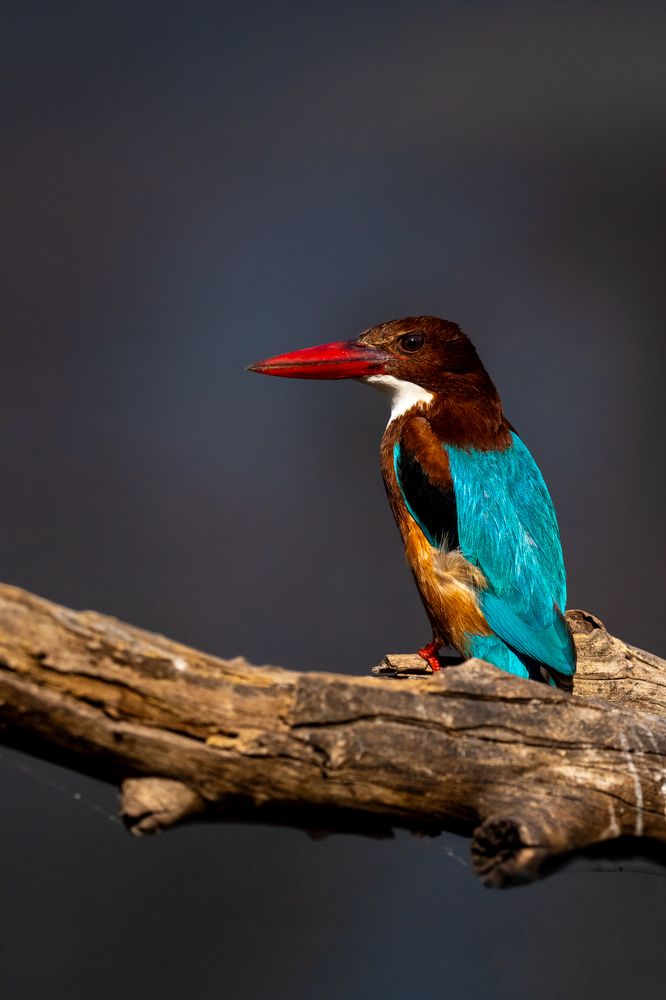 Photograph by Pranav Pula