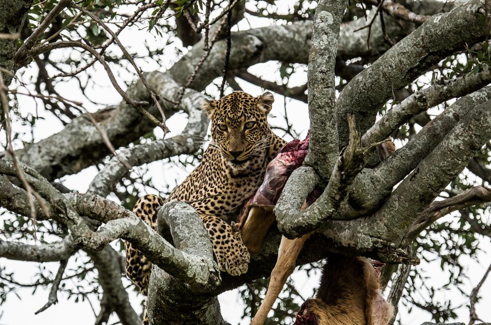 Photograph by Murad Rajabali Habib