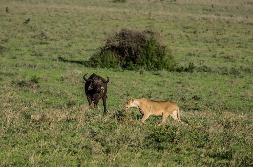 Photograph by Murad Rajabali Habib