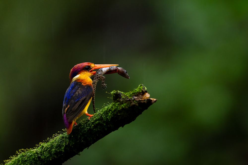 Photograph by Pothanis Sudhir