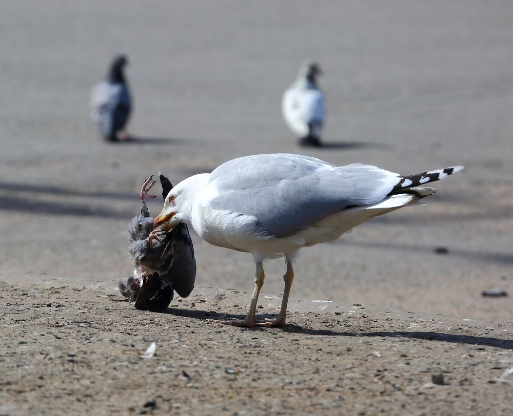 Photograph by Станислав Вершинин
