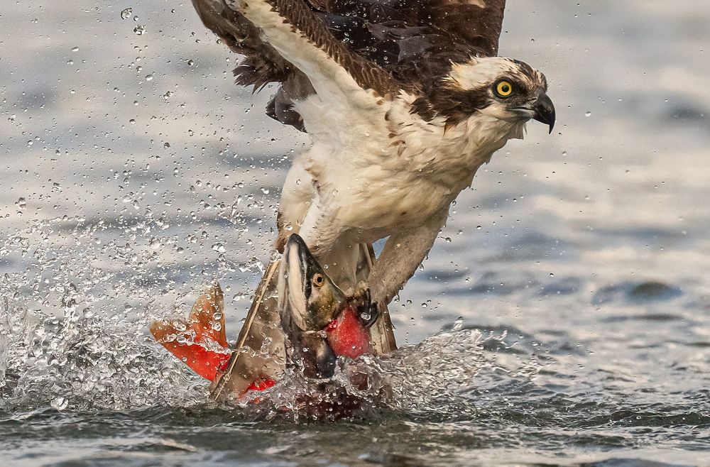 Osprey With Red Kokanee Salmon