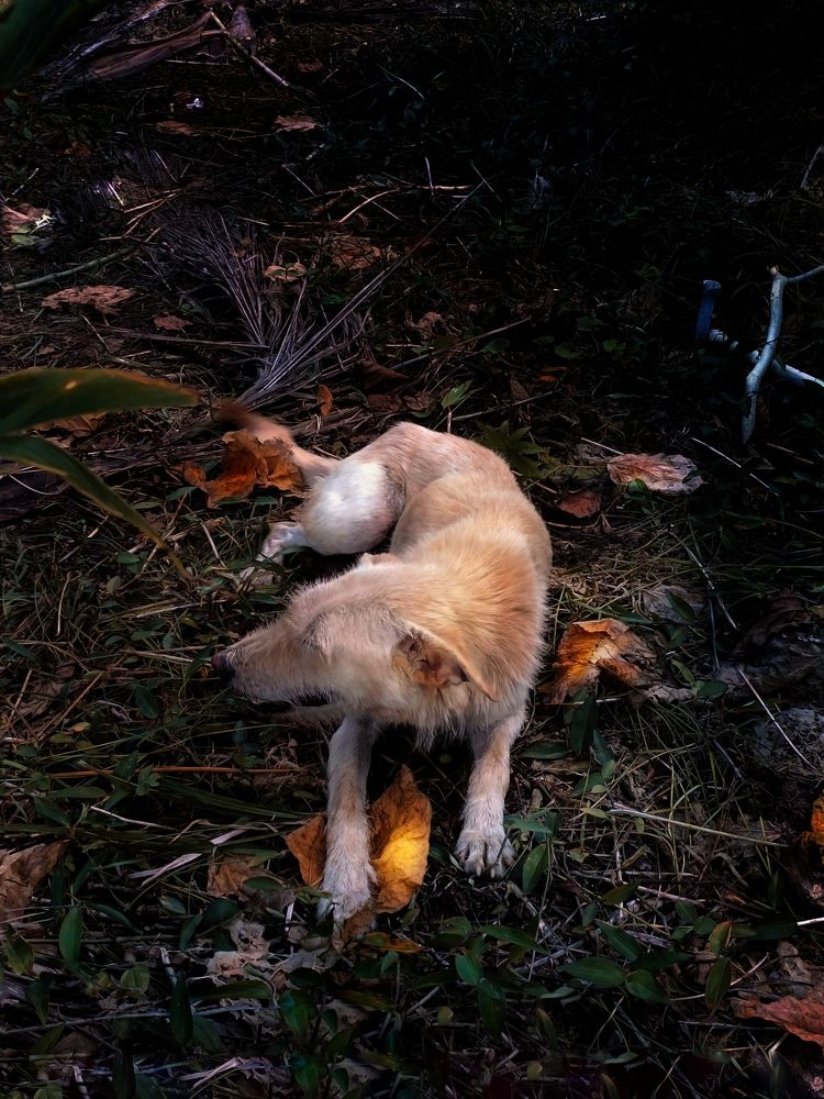 Photo #11011515