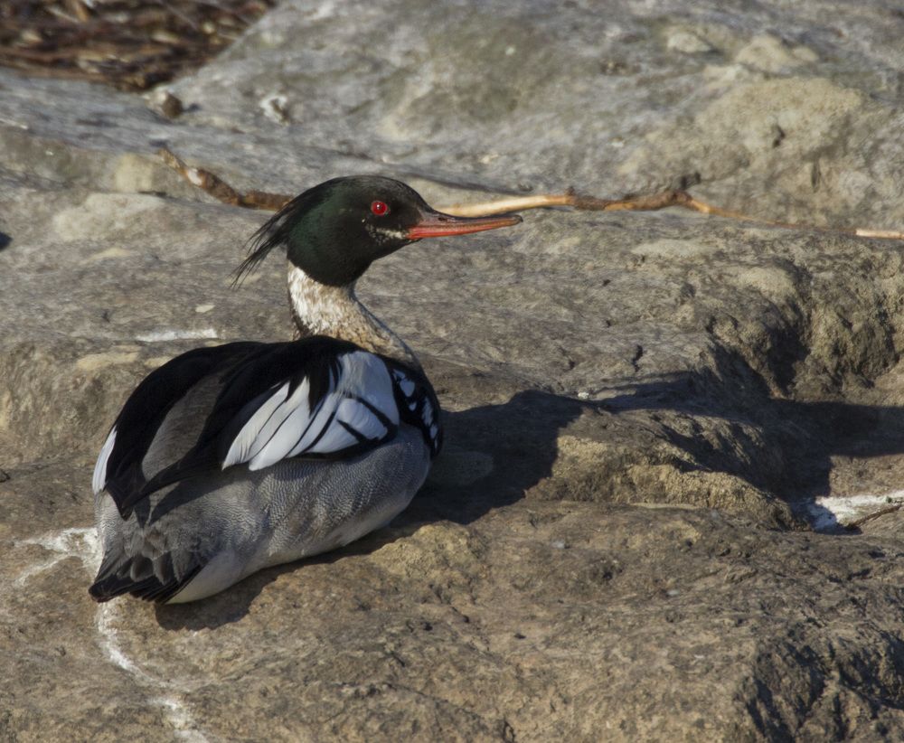 Фотография автора Александр Собокарь