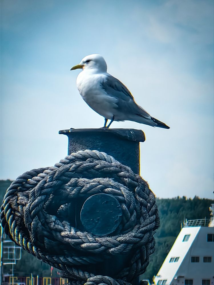 Photograph by Nikolay Nikolay