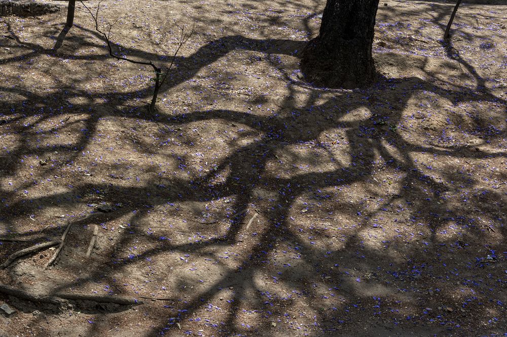 Photograph by gustavo gatto