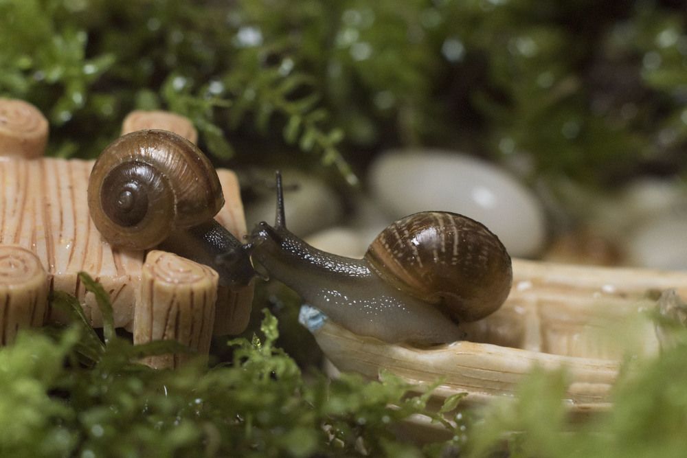 Долгожданная встреча