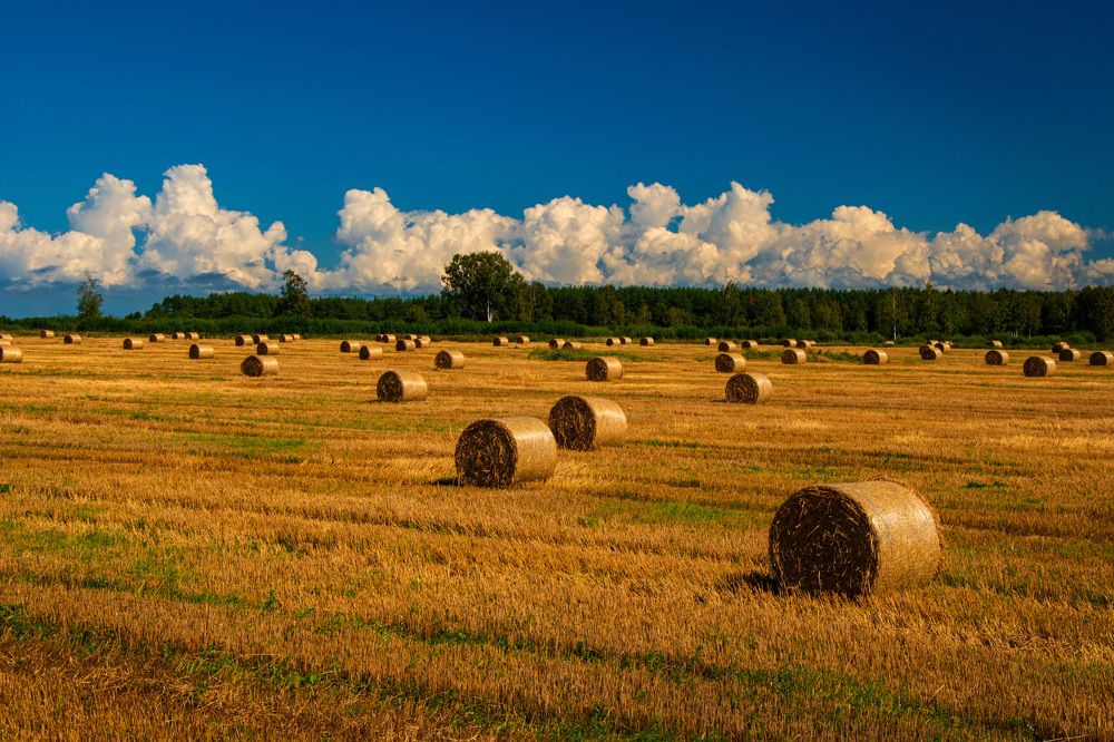 Photograph by Игорь Овсиенко