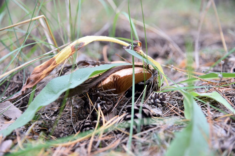 Photograph by Андрей Митькин
