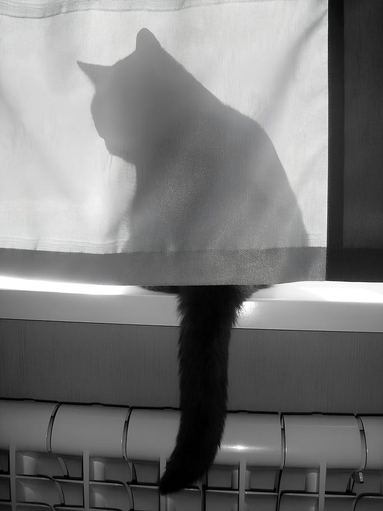 Серый - гений маскировки