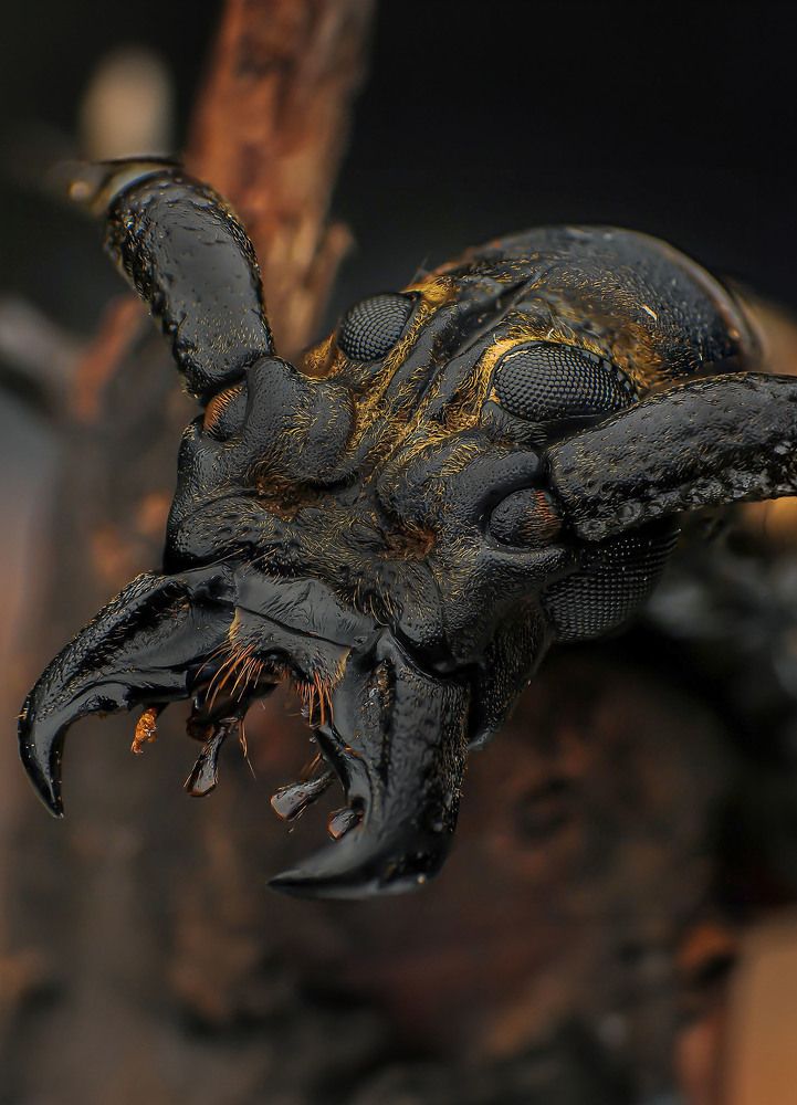 Photograph by Celis Norman