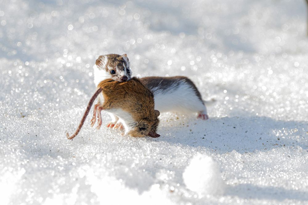Photograph by Светлана Барабанщикова