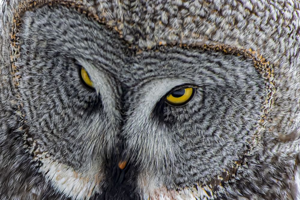 Photograph by Светлана Барабанщикова